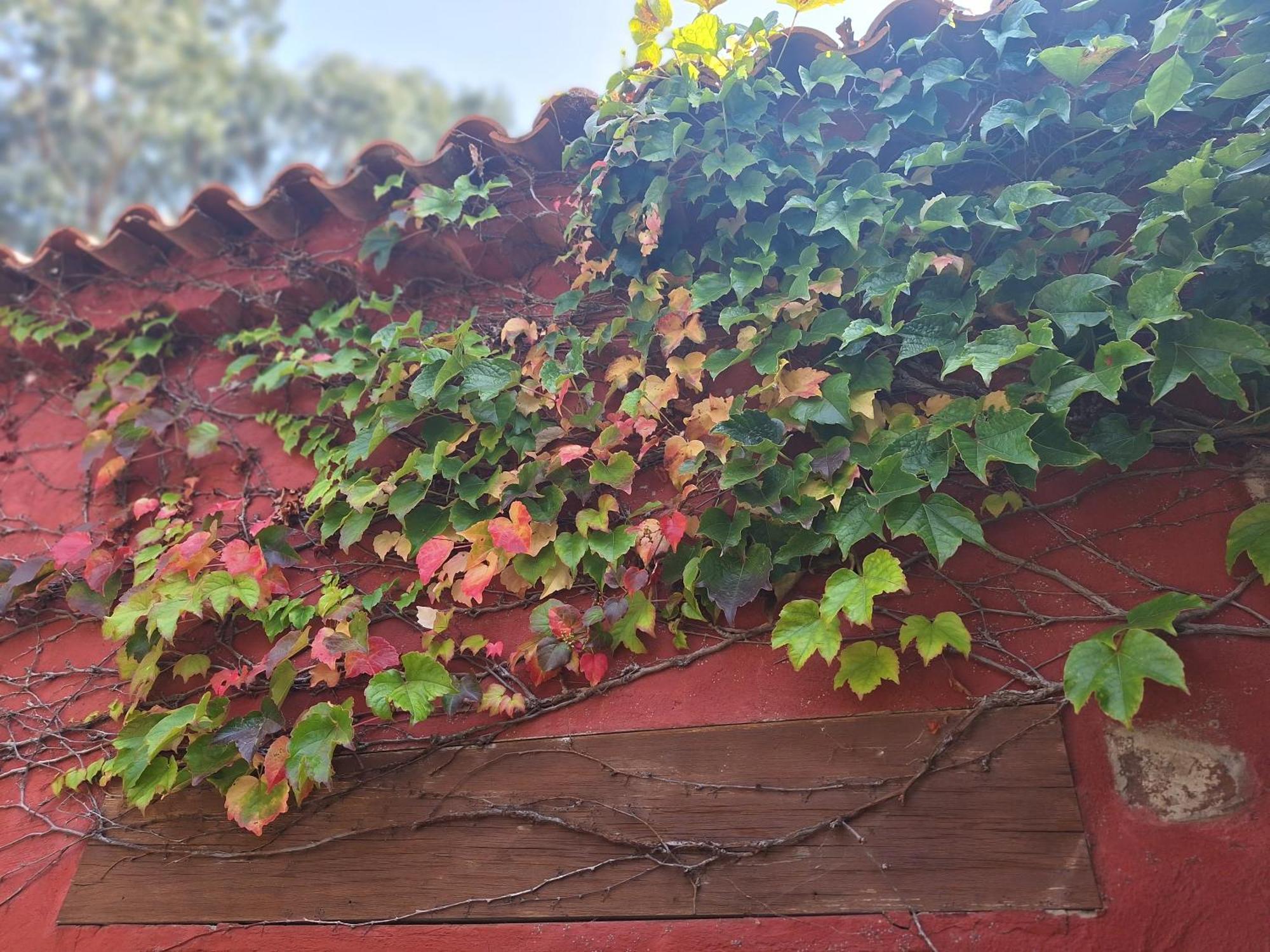 Casa Rural Con Piscina Privada El Roble Moya  Dış mekan fotoğraf